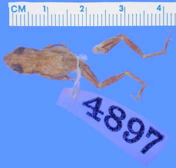 Media type: image; Herpetology A-4897